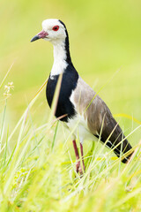 Close-up of Long-toed lapwing standing still on a lush river bank in Okavango delta, Moremi Game Reserve in Botswana