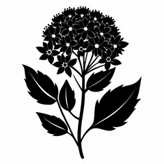 eupatorium rugosum silhouette on white background