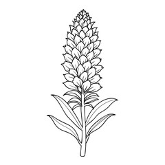 vector illustration of a eremurus line art