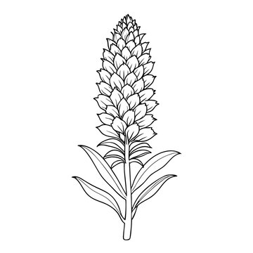 vector illustration of a eremurus line art