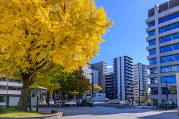 仙台　西公園通 秋
