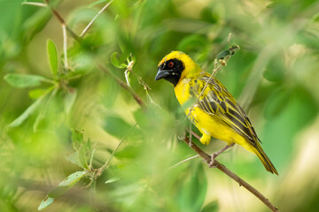 Closeup of a curious Southern masked weaver perched in the middle of lush leaves in Okavango delta in Moremi Game Reserve, Botswana