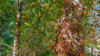 Autumn, forest, El Retiro Park, Madrid, Spain, Europe