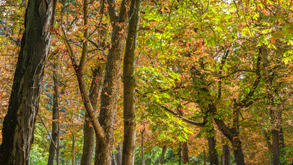 Obraz premium Autumn, forest, El Retiro Park, Madrid, Spain, Europe