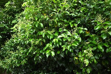 Glossy privet (Ligustrum lucidum). Oleaceae evergreen tree. Numerous yellow-white flowers bloom in panicles around June, and purple-black fruits are produced in late autumn.