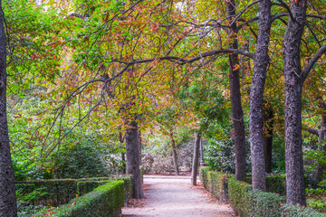 Fototapeta premium Autumn, forest, El Retiro Park, Madrid, Spain, Europe