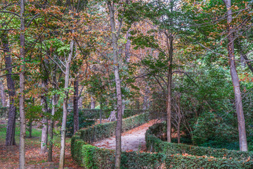 Autumn, forest, El Retiro Park, Madrid, Spain, Europe