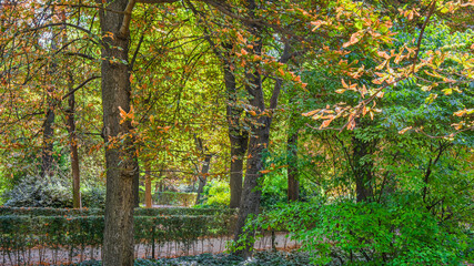 Autumn, forest, El Retiro Park, Madrid, Spain, Europe