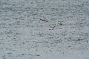 silver gull flying by the sea - goéland argenté en vol en bord de mer