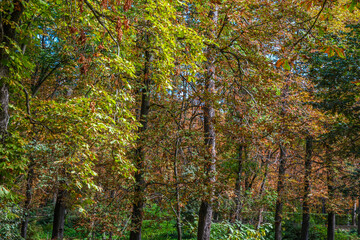 Autumn, forest, El Retiro Park, Madrid, Spain, Europe