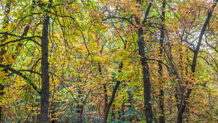 Obraz premium Autumn, forest, El Retiro Park, Madrid, Spain, Europe