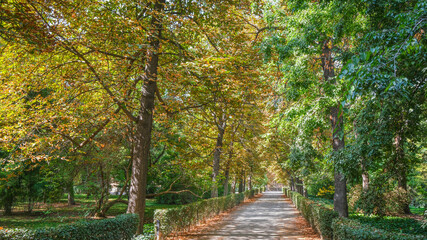 Autumn, forest, El Retiro Park, Madrid, Spain, Europe