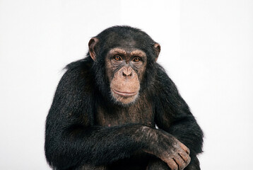 Naklejka premium Chimpanzee sitting against a plain white background, displaying a calm and thoughtful expression.
