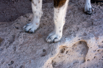 Dog paws standing on textured rock outdoors exploring nature