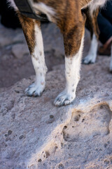 Dog paws standing on textured rock outdoors exploring nature