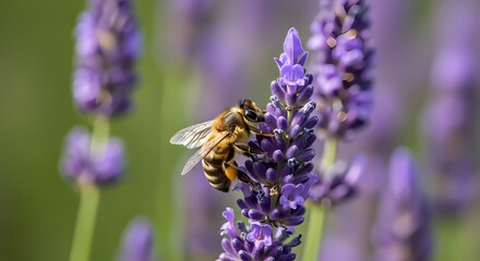 A close-up shot of a honey bee diligently collecting nectar from a vibrant purple lavender flower in a sunny garden.