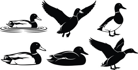 Wild duck silhouette vector illustration set, flying mallard bird icons, swimming waterfowl collection, nature hunting design elements isolated on white background.
