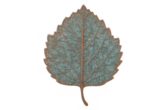 Dried blue-brown leaf with serrated edge and clear venation isolated on transparent background