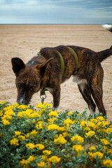 Brindle dog wearing a harness exploring and smelling yellow wild