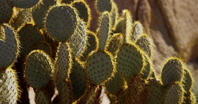 Cactus plants in the desert. Slowed vertical capture of oval prickly cactus in the desert. 4K