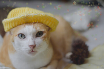 cat in a christmas hat