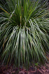 cymbopogon nardus or serai wangi