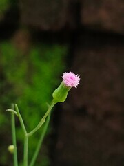 pink flower