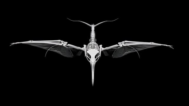 Xray image of a pterodactyl skeleton in flight against a black background.