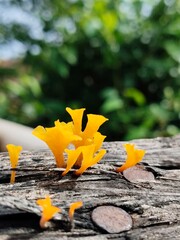 fan-shaped jelly fungus (Dacryopinax spathularia)