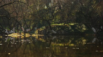 Scenic Chinese Garden Woods with White Trunk Bases - Powered by Adobe