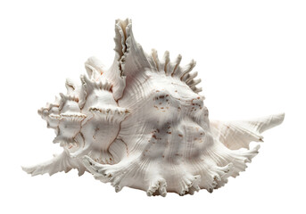 Obraz premium White spiky seashell isolated on transparent background