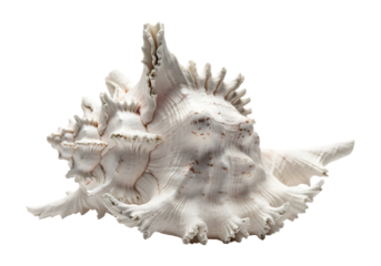 White spiky seashell isolated on transparent background
