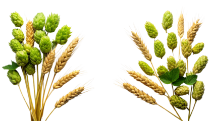 Natural Hops Cones with Wheat Bundle Variations Set – isolated on transparent background