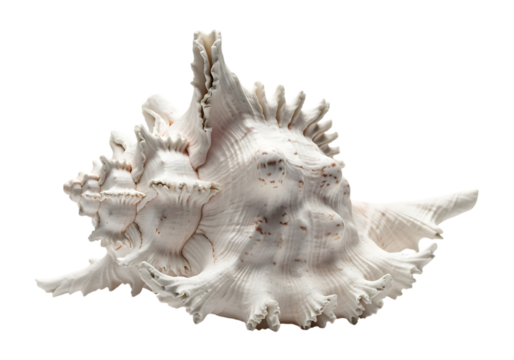 White spiky seashell isolated on transparent background