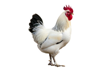 Fototapeta premium White rooster with black tail feathers isolated on transparent background