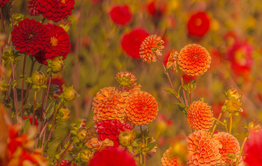 Red And Orange Dahlias