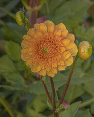 Orange Dahlia