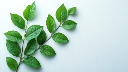 A vibrant branch of fresh, bright green leaves against a serene light blue background. Perfect for nature, growth, or tranquility themes.