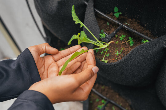 Student hands holding plant leaf in school vertical garden