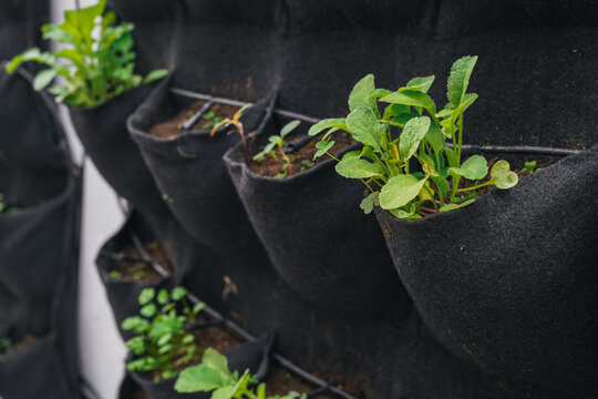 Vertical garden growing seedlings in a school project