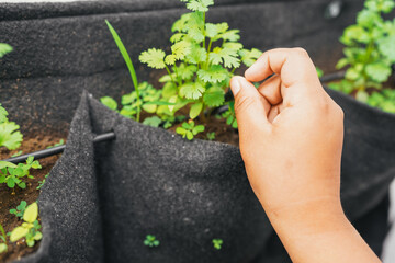 Young hand tending school vertical garden project