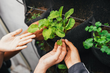 Children learning gardening in vertical school project