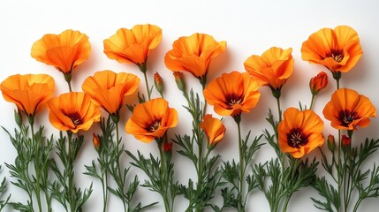 A vibrant row of bright orange poppy flowers with green stems presented against a clean white backdrop. Perfect for spring, nature, and floral themes.