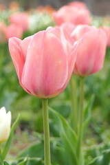 植物　春　ピンクの花