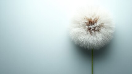 Fototapeta premium A delicate white dandelion flower with a prominent brown center, set against a serene light blue background. This image evokes feelings of innocence, beauty, and tranquility.