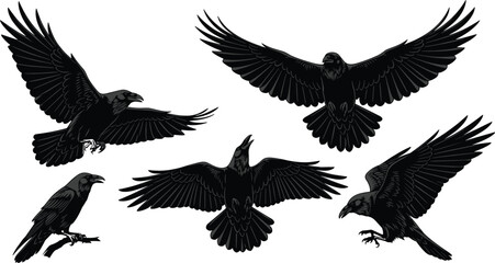 Obraz premium Collection Of Black Raven Silhouettes Featuring Flying And Perching Crows Vector Illustration Set For Halloween And Gothic Design