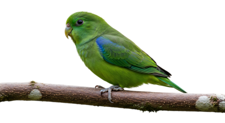 Small green parrot, with blue wing patches perched on a textured branch, cutout, PNG isolated on white or transparent background
