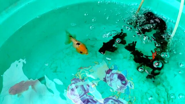 Little goldfish and black moor goldfish swimming in green bucket with aeration