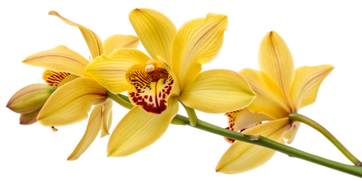 Orchid flowers, vibrant yellow with intricate red markings, cutout, PNG isolated on white or transparent background