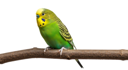Vibrant green and yellow budgerigar, perched on a textured brown branch, cutout, PNG isolated on white or transparent background